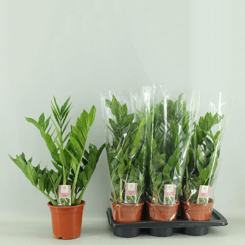 Замиокулькас 'Pixie' (Пикси) ожидается 18,04,2026