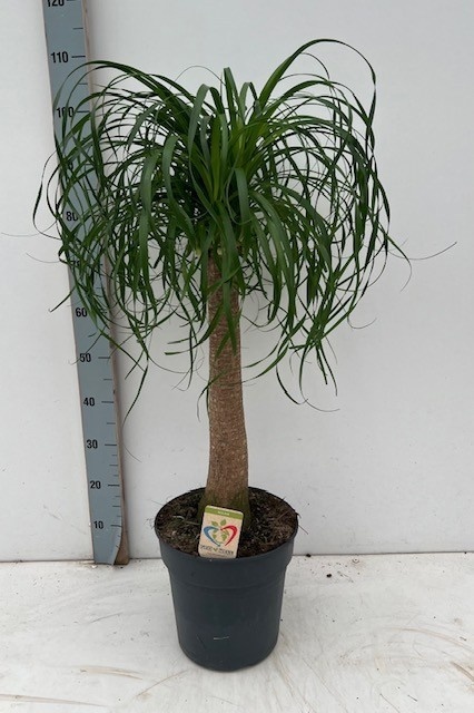 Nolina (Нолина или Бокарнея) 100см ожидается 18,04,2026