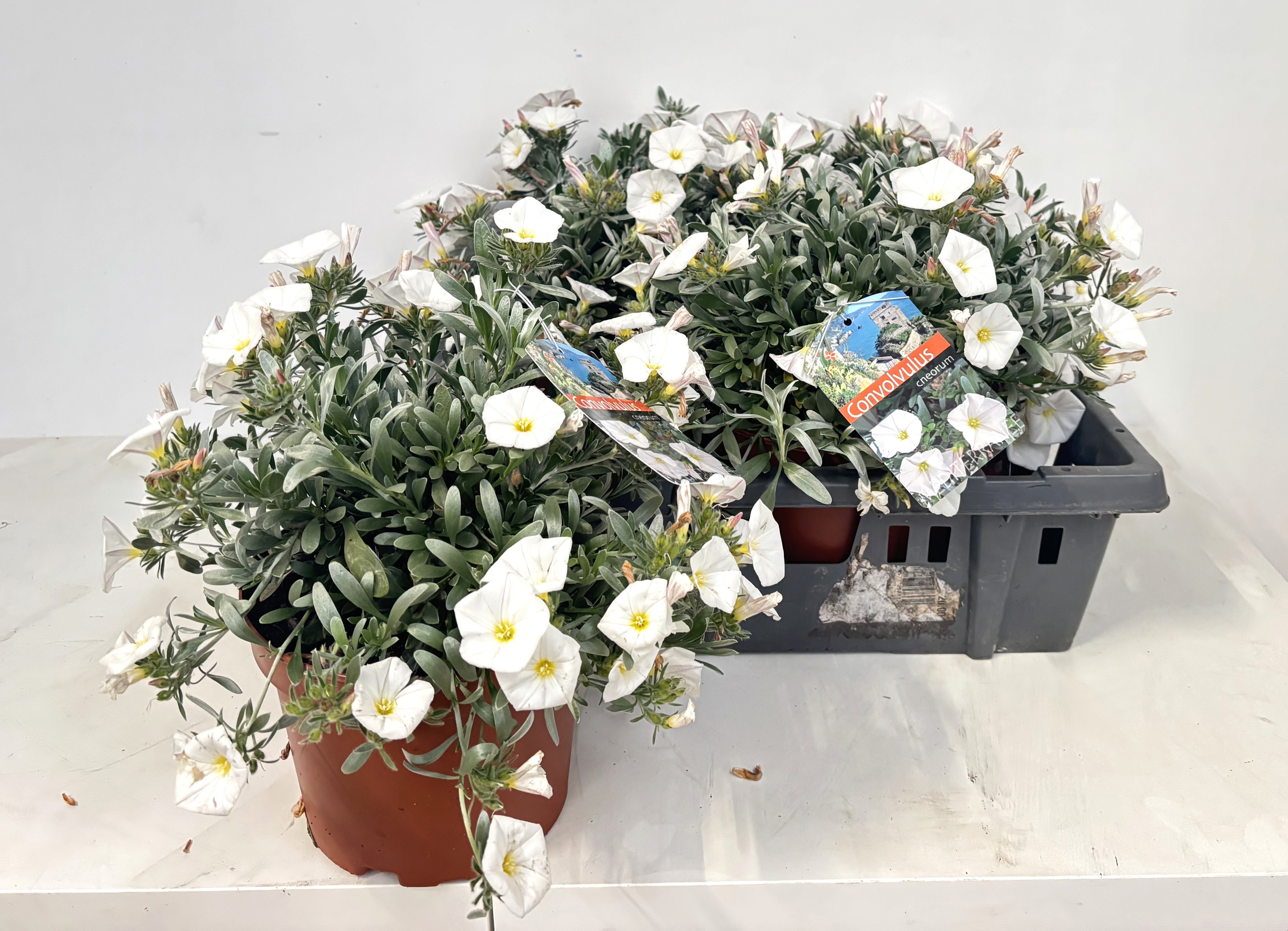 Вьюнок боровой (Convolvulus cneorum)