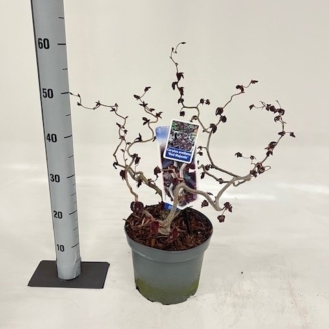 Лещина Corylus Red Majestic 