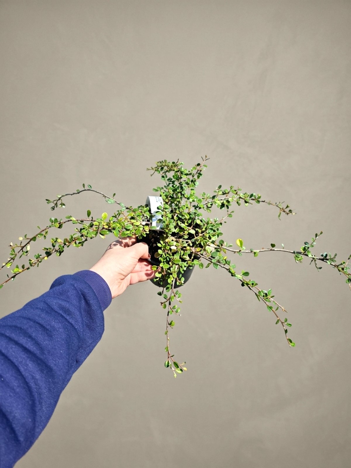 Кизильник лежачий ‘Queen of Carpets’ (Cotoneaster procumbens ‘Queen of Carpets’) 