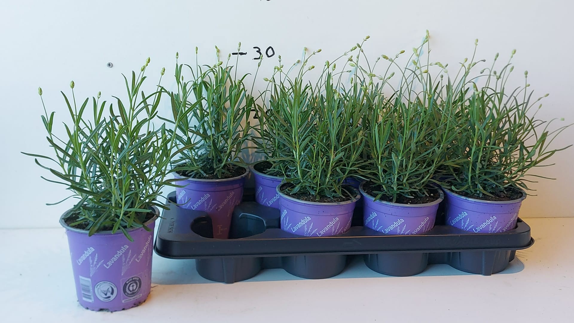 Лаванда Lavandula angustifolia 'Munstead' 