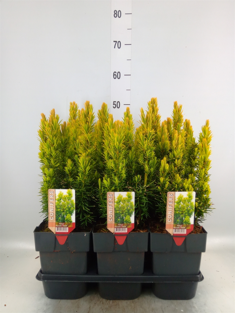 Тис ягодный «Давид» Taxus baccata 'David' ожидается 16,05,2026