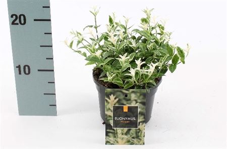 Бересклет Форчуна Арлекин (Euonymus fortunei Harlequin) ожидается 23,05,2026