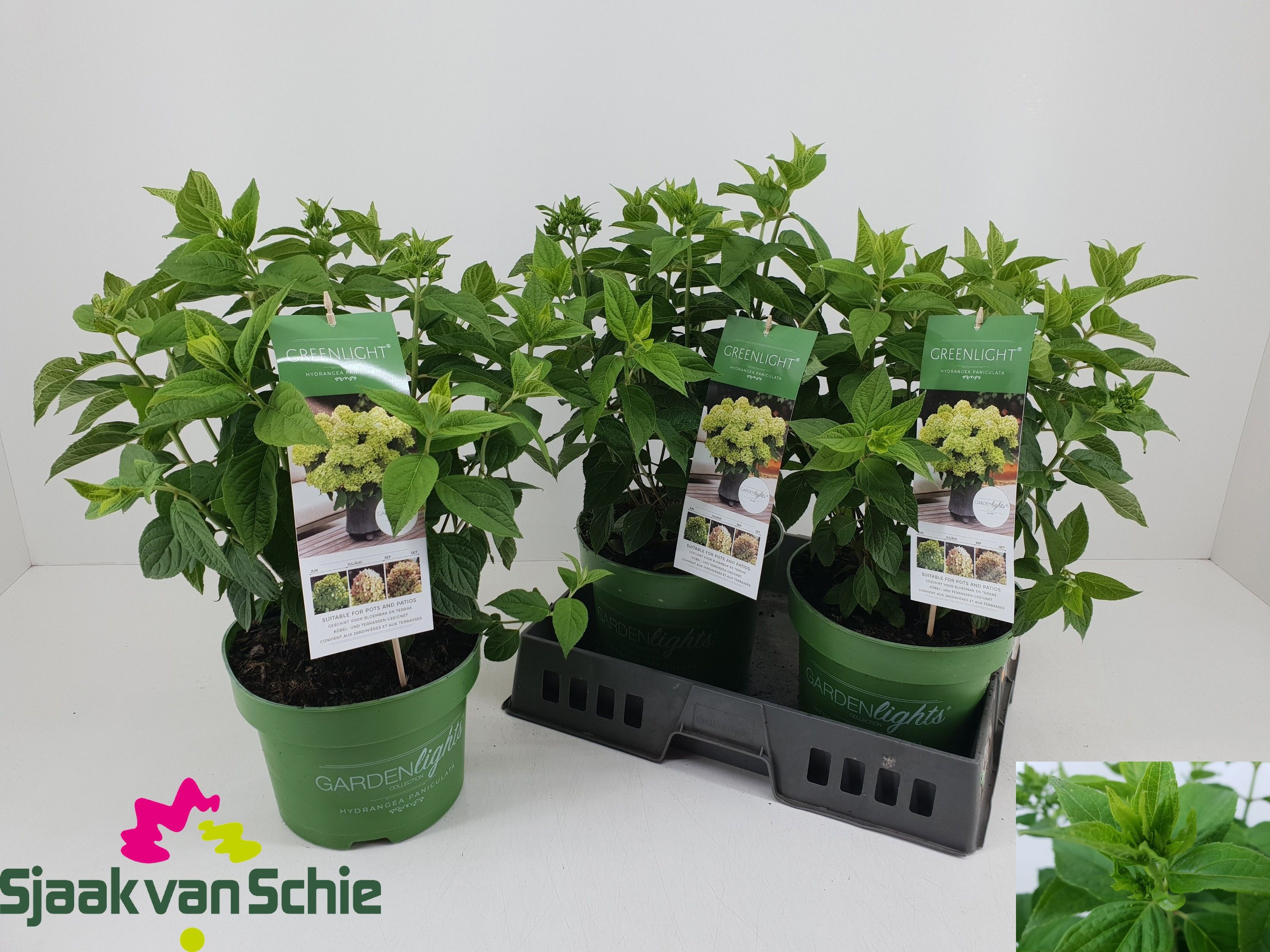 Гортензия метельчатая Greenlight (Hydrangea Paniculata Greenlight) ожидается 23,05,2026
