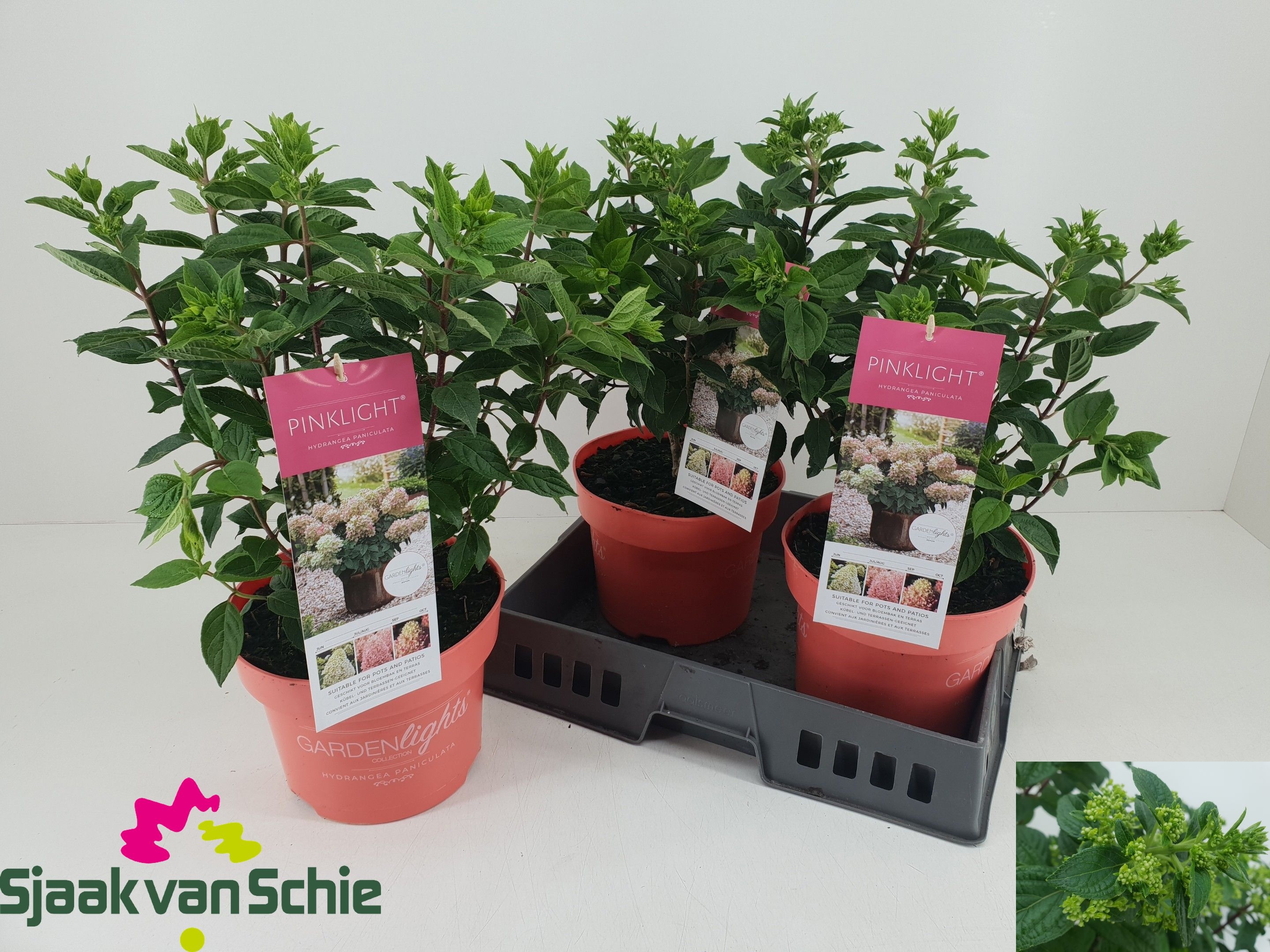 Гортензия метельчатая Pink Light (Hydrangea Paniculata Pink Light) ожидается 23,05,2026