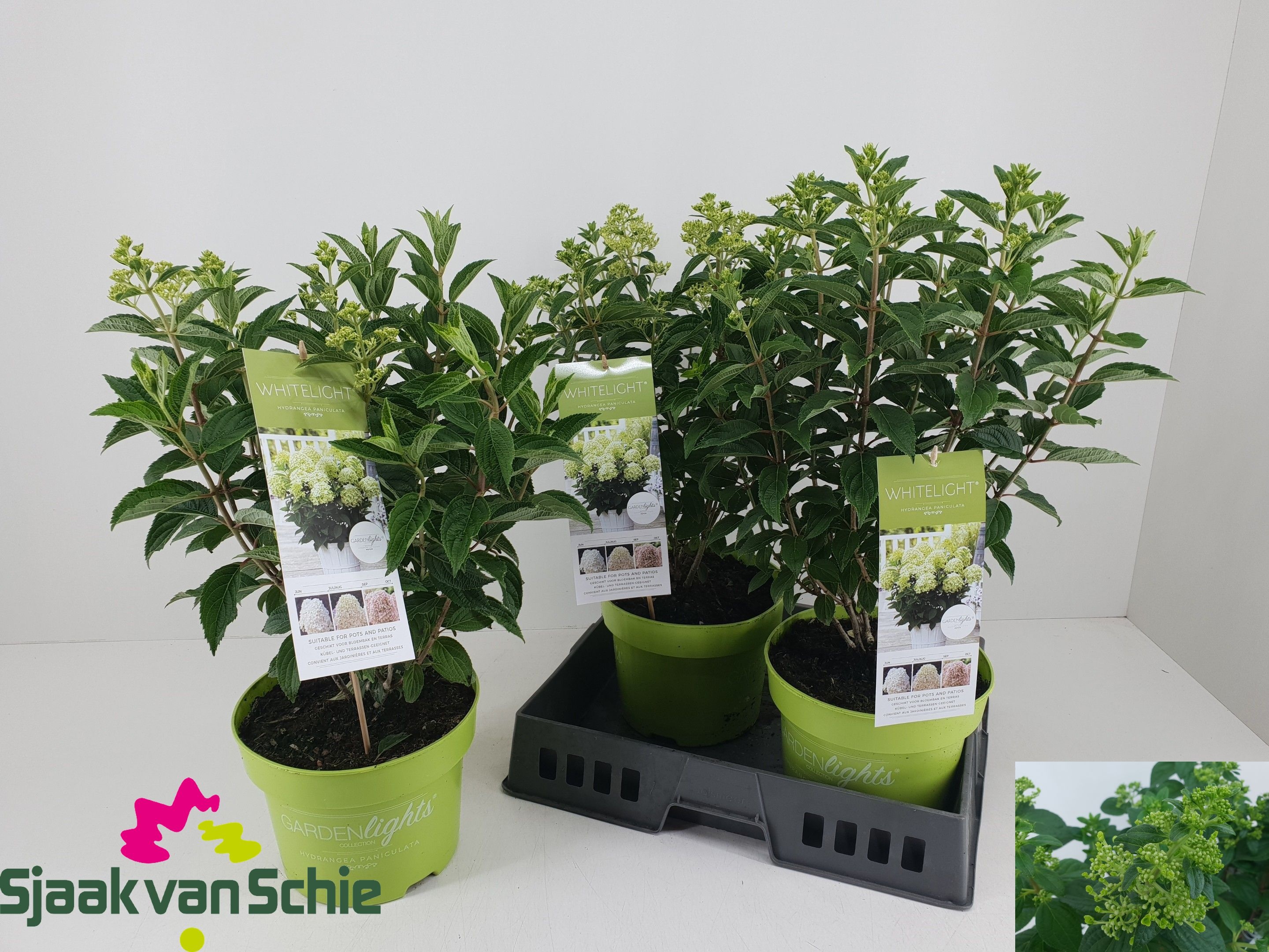 Гортензия метельчатая Whitelight (Hydrangea paniculata 'Whitelight') ожидается 23,05,2026