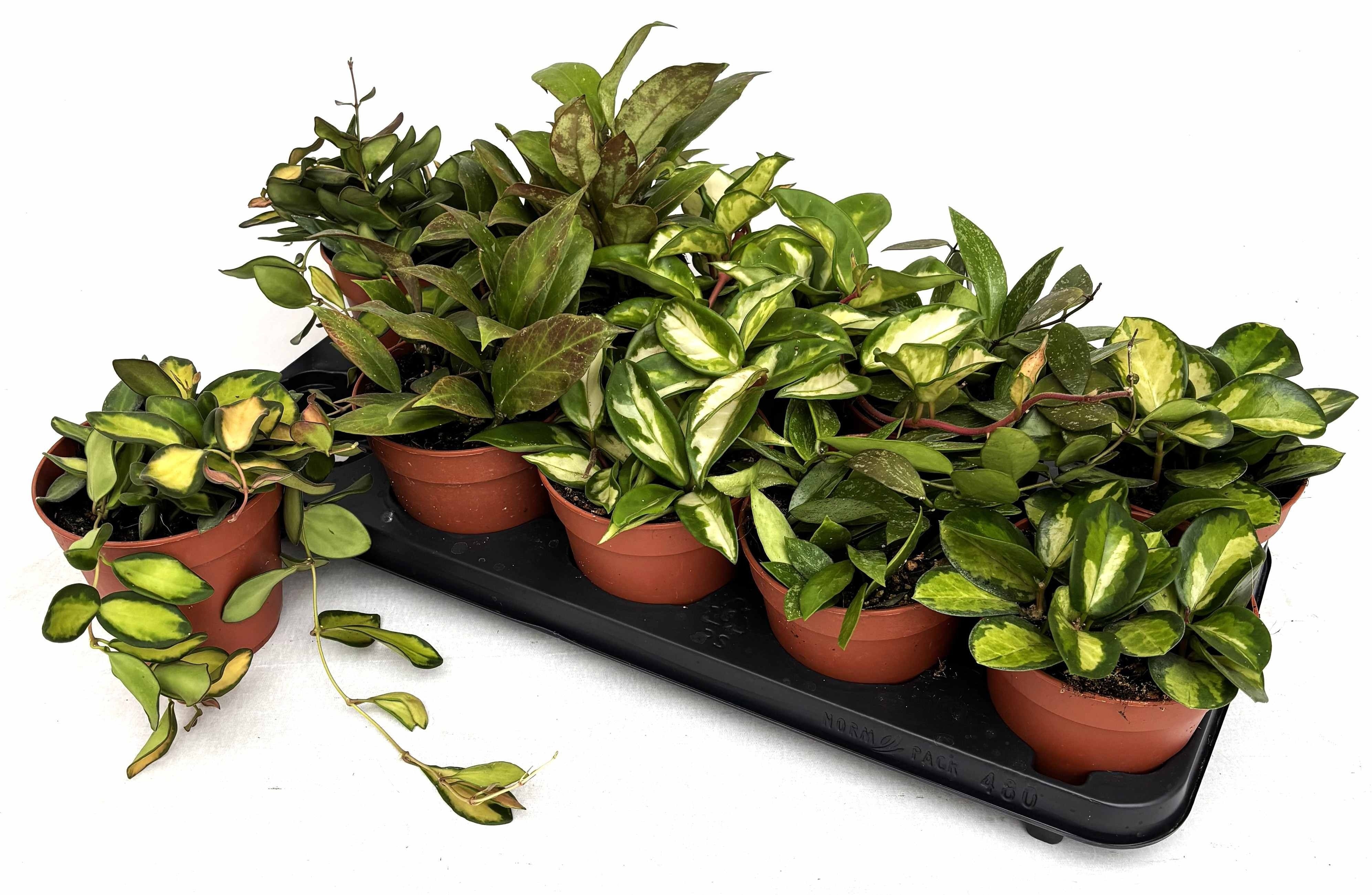 Хойя Hoya Carnosa 