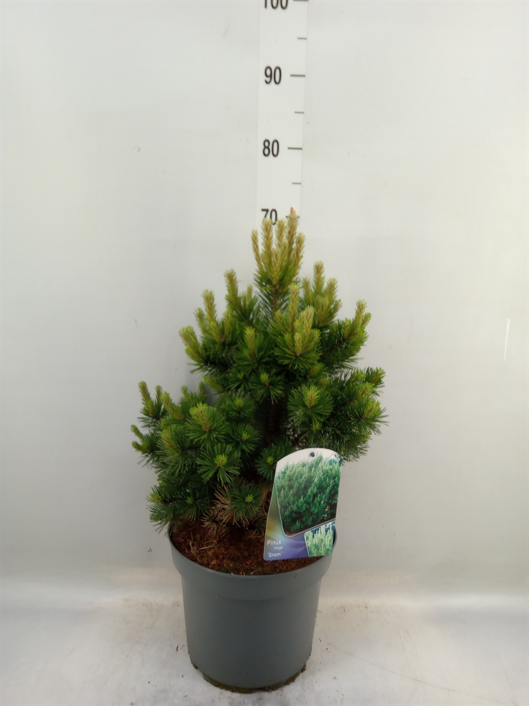 Сосна горная «Гном» (Pinus mugo 'Gnom') 60см 