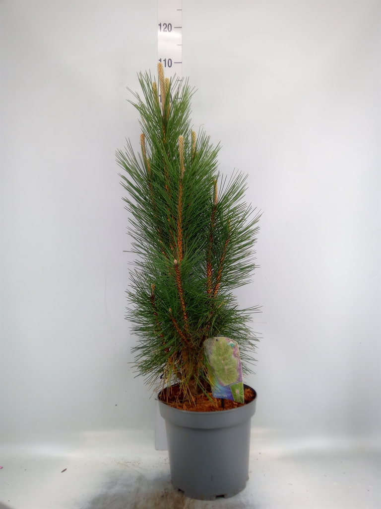 Сосна чёрная «Пирамидалис» Pinus nigra 'Pyramidalis' 90см