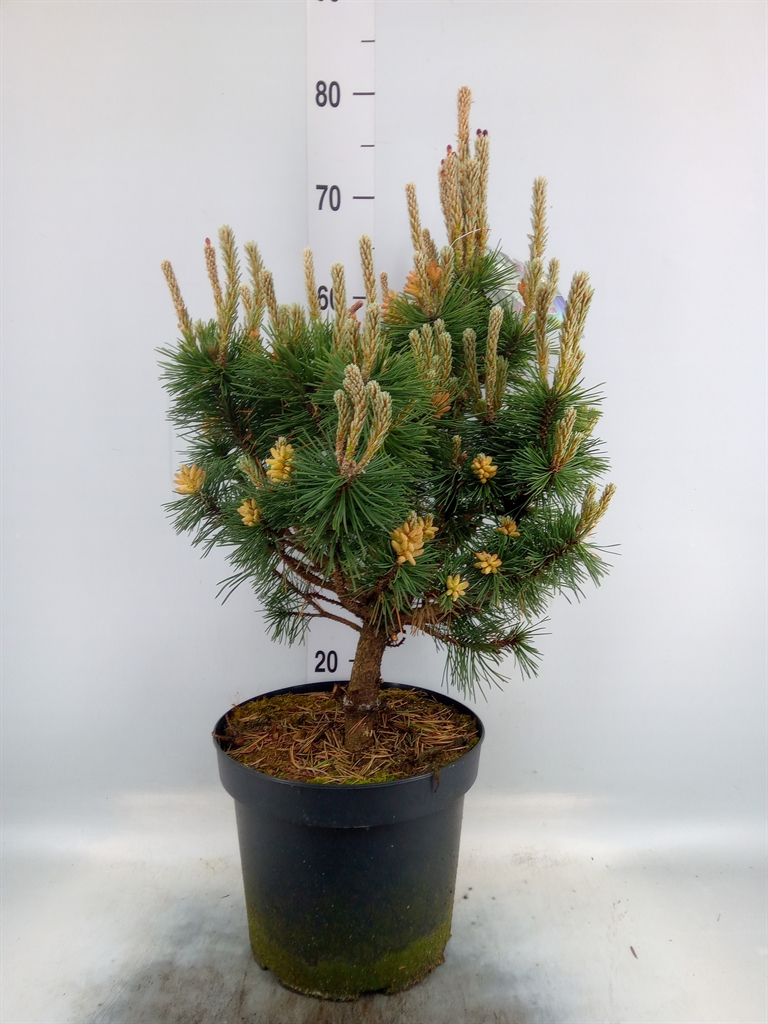 Сосна горная Колумбо (Pinus mugo Columbo) 65см