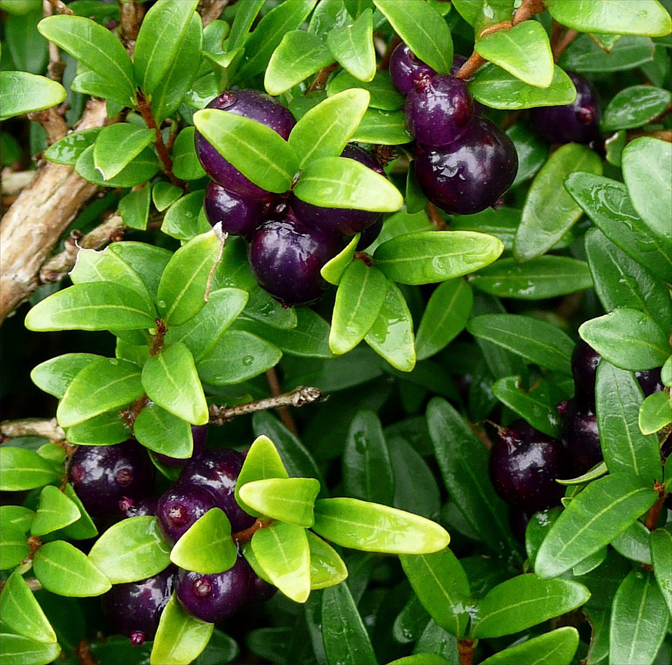 Жимолость шапочная (лат. Lonicera pileata) 