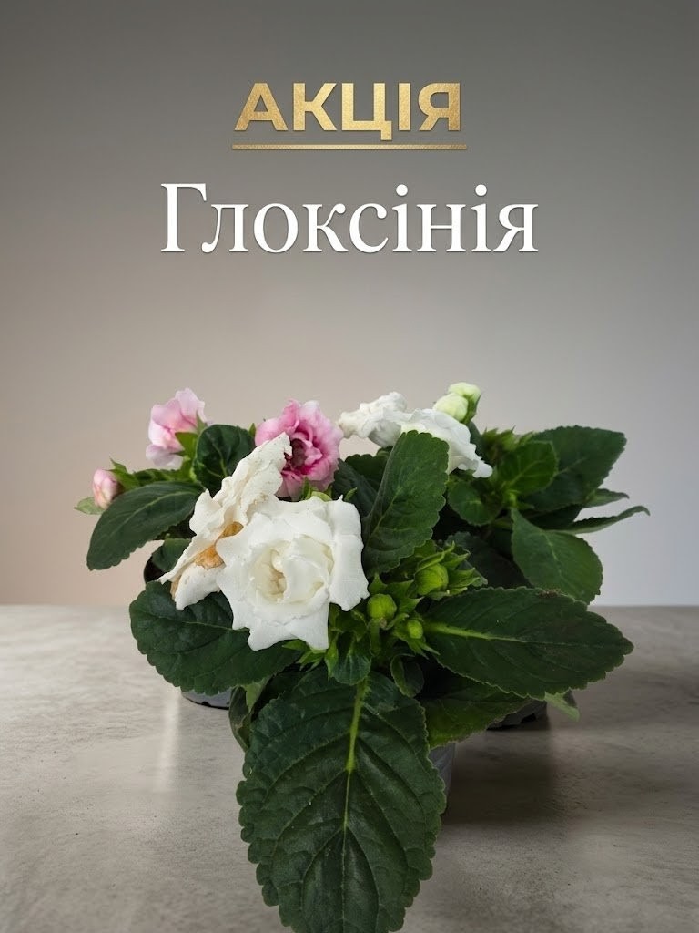 Глоксінія !!! АКЦІЯ !!!