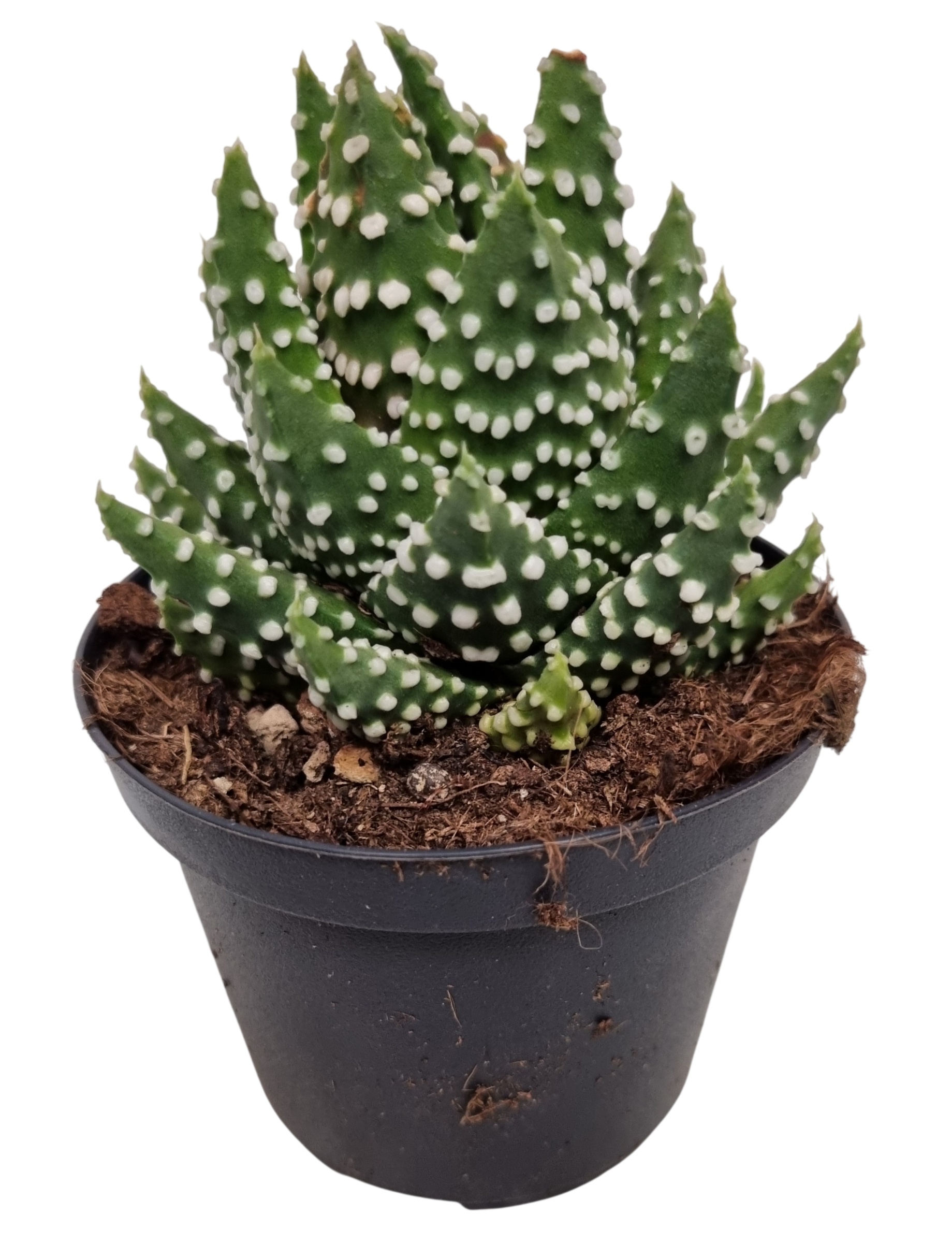 Хавортія Pumila (Haworthia pumila) очікується 13,06,2026