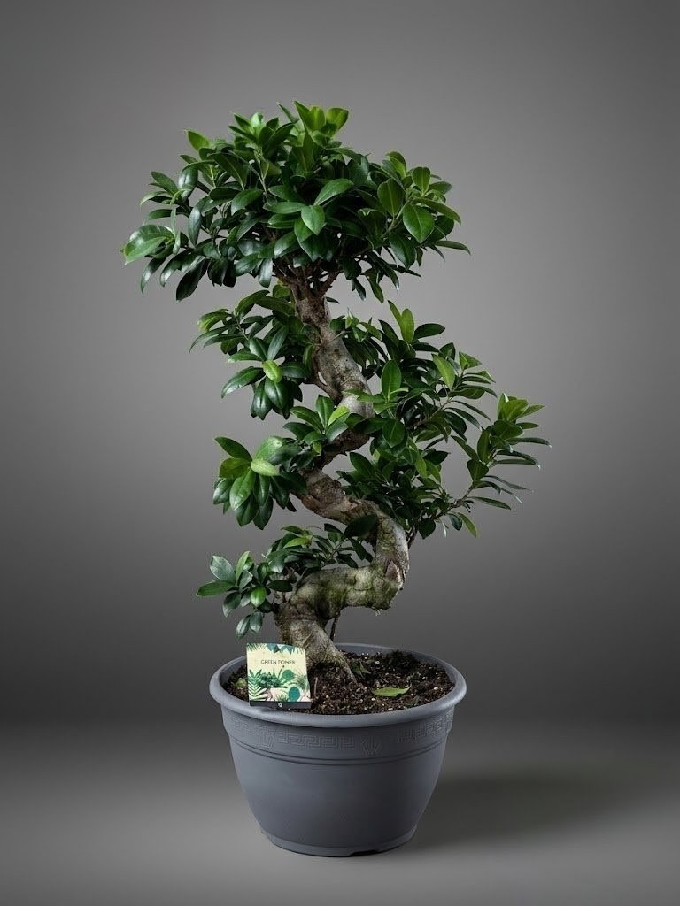 Фикус microcarpa 100 см