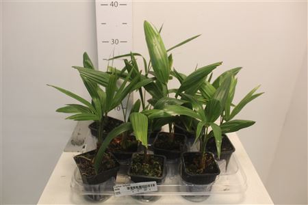 Трахикарпус Форчуна Вагнерианус (Trachycarpus fortunei var. wagnerianus) 30 см 