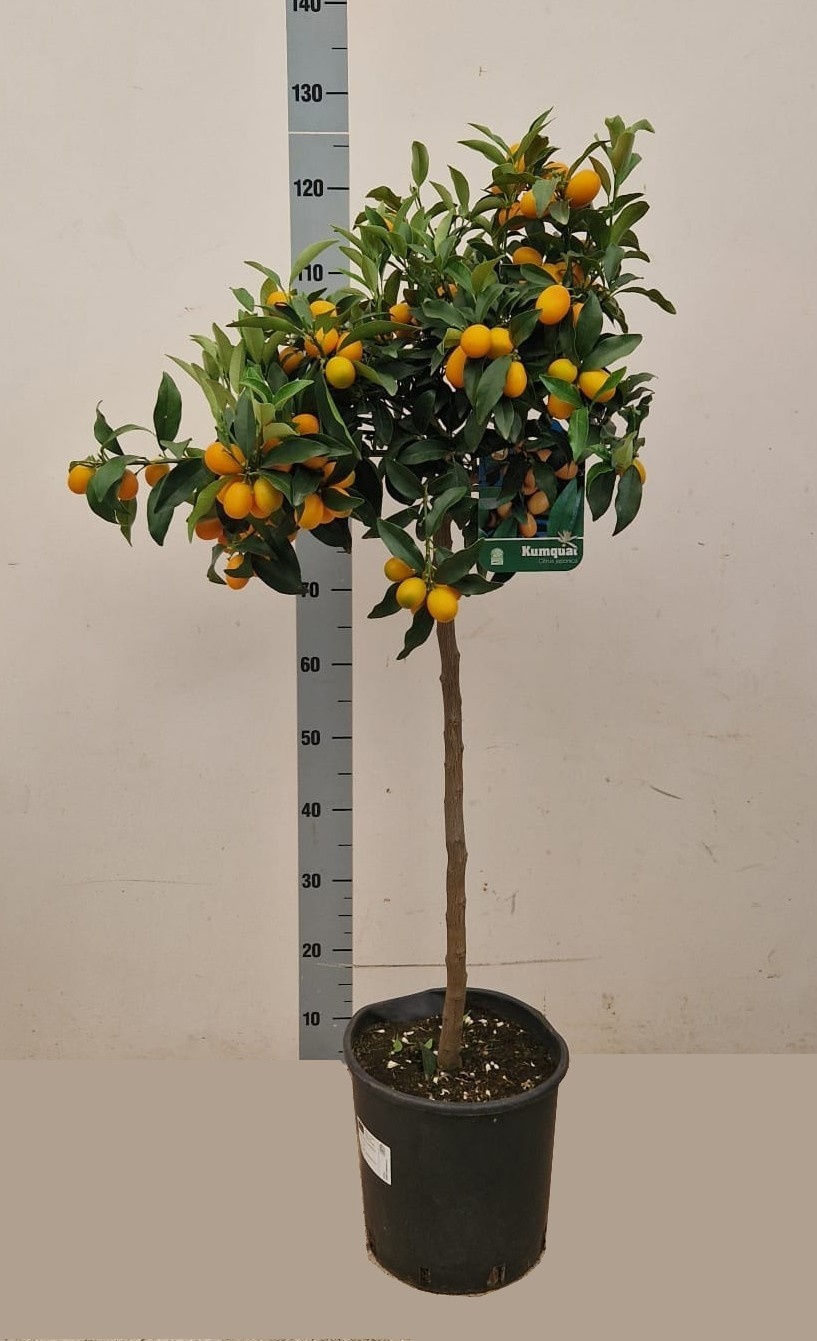Цитрус Kumquat 115 см 