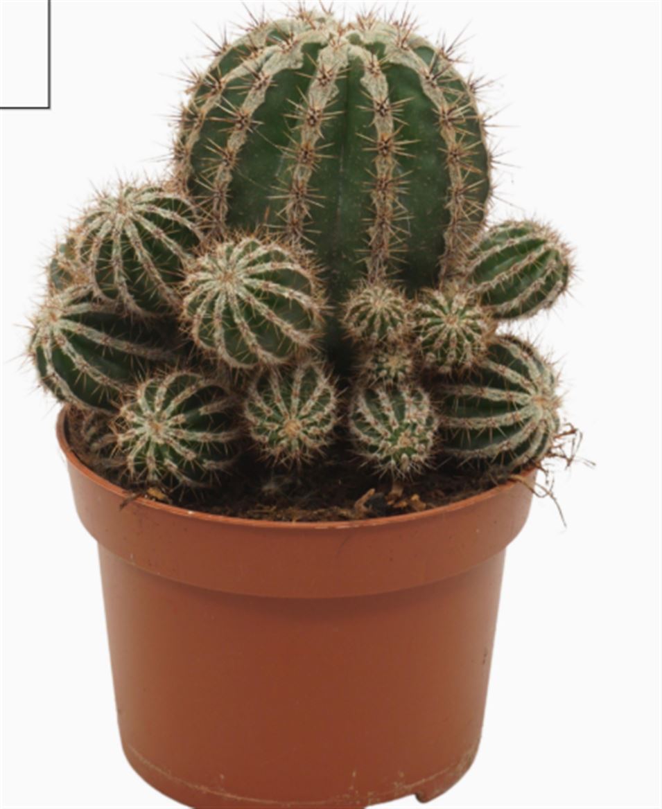 Кактус Echinopsis Haku-jo Maru (20см) 