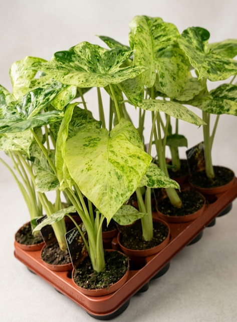 Алоказия odora Batik variegata (Alocasia odora ‘Batik’)  (20-25 см гор 9см) 