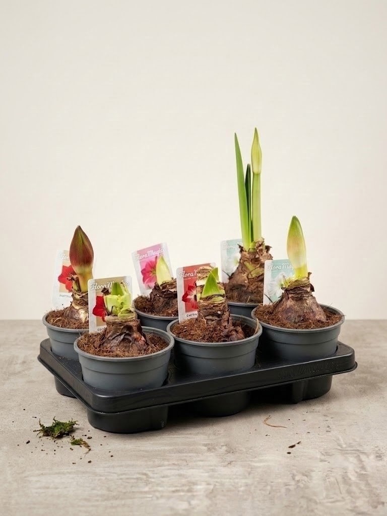 Амариллис (Гиппеаструм) 