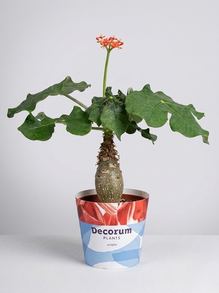 Ятрофа Jatropha 