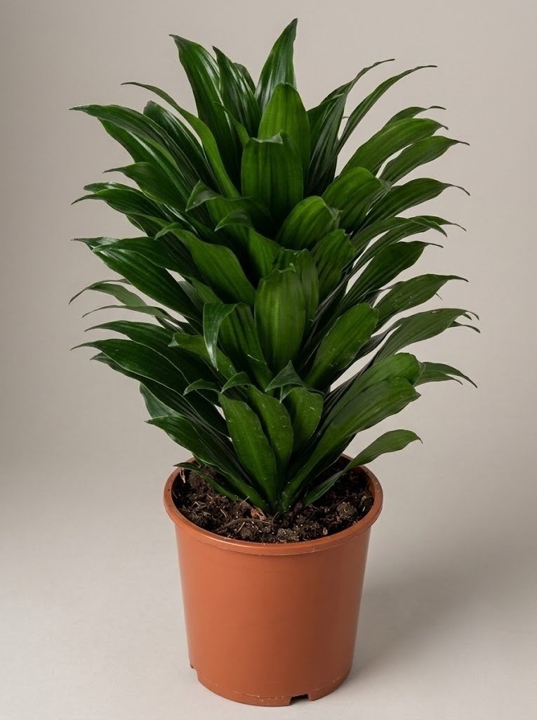 Драцена компакта (Dracaena fragrans 'Compacta') 