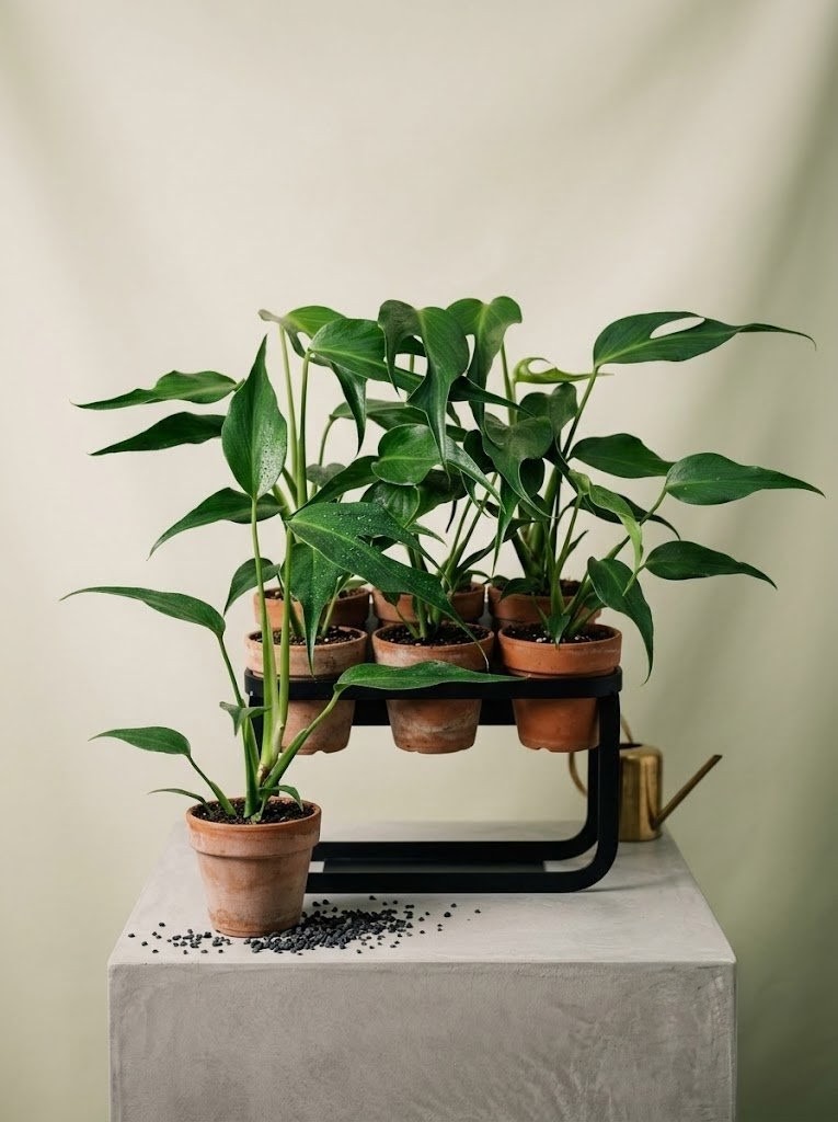 Монстера Monstera Burle Marx 30 см 