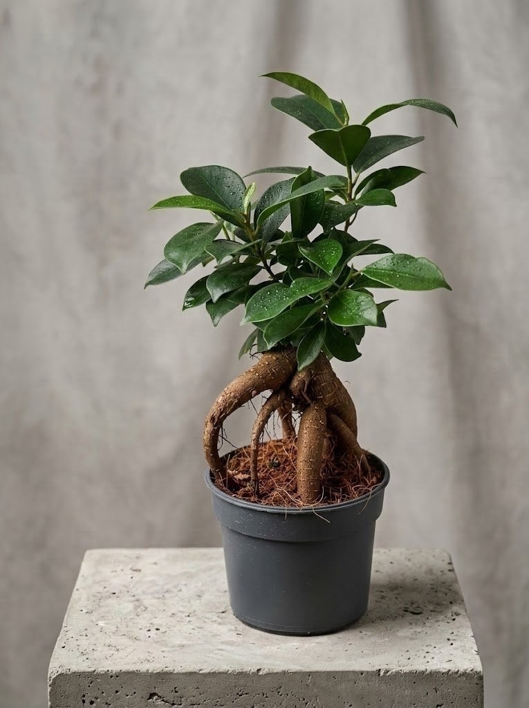Фікус microcarpa 25 см 