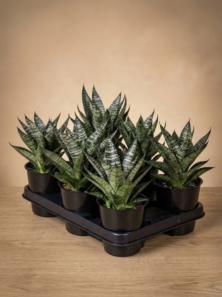 Сансевиерия Sansevieria 'Star Ming Green Marble'