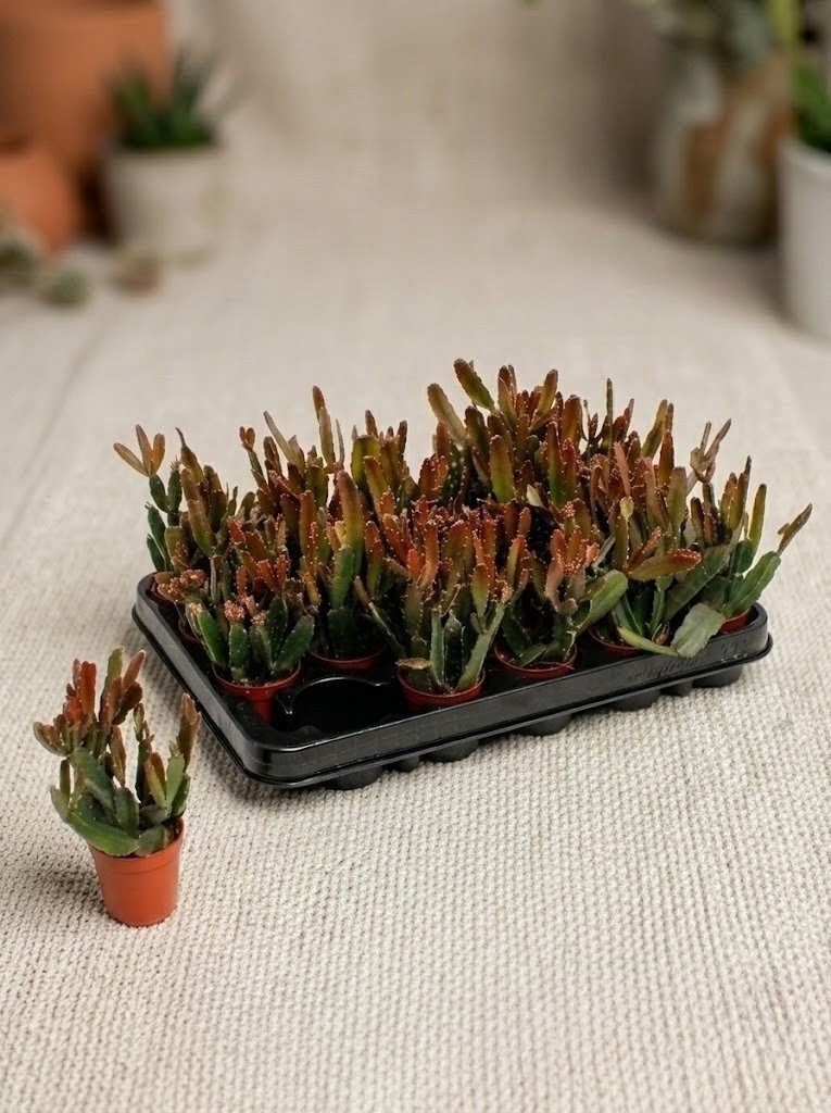 Рипсалис Rhipsalis agudoensis 12 см