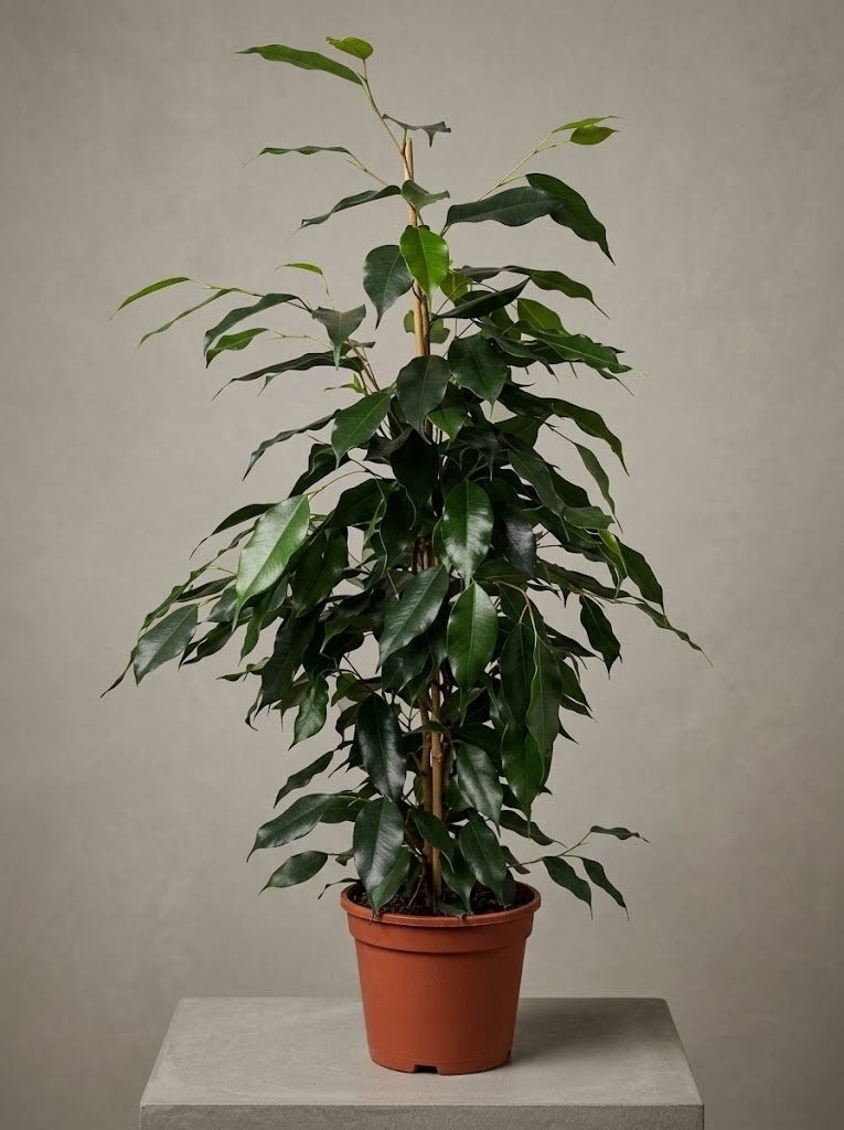 Фікус Benjamina 