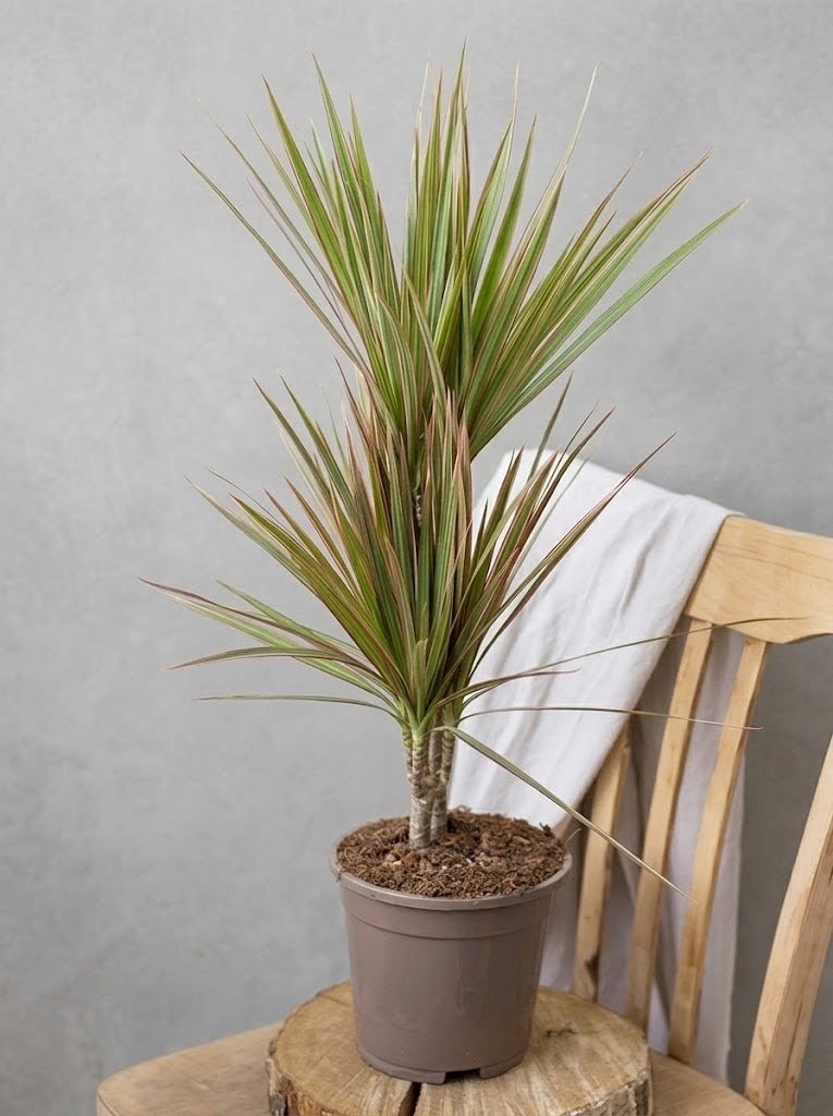 Драцена Marginata Bicolor (70-80см) 