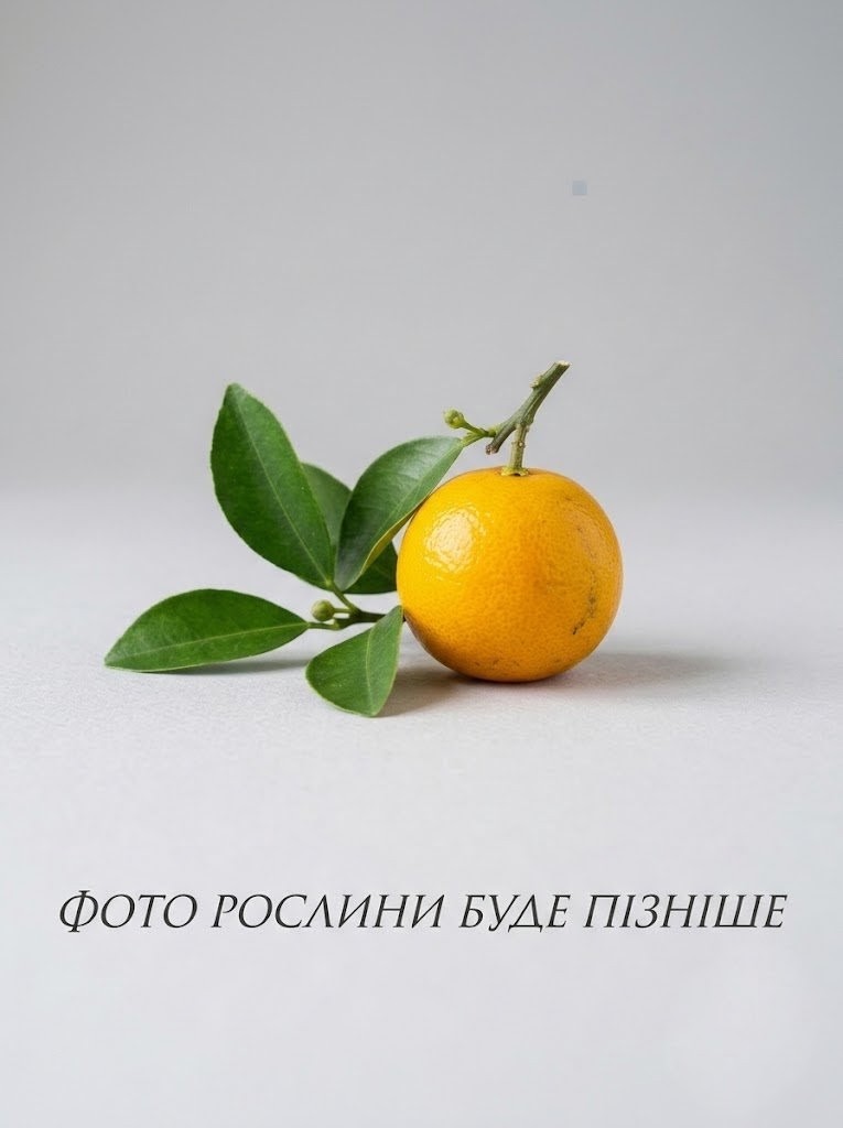 Цитрус мікрокарпу 65-75 см очікується 12,09,2026
