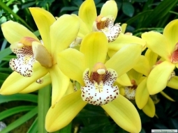 Орхидеи: уход, фото, продажа, выращивание.