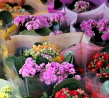 Где купить цветы оптом?