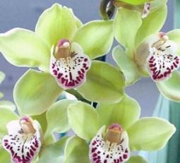 Популярні види орхідей