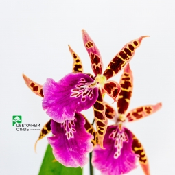 Як доглядати за квітучими орхідеями?