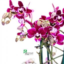 Неймовірні орхідеї