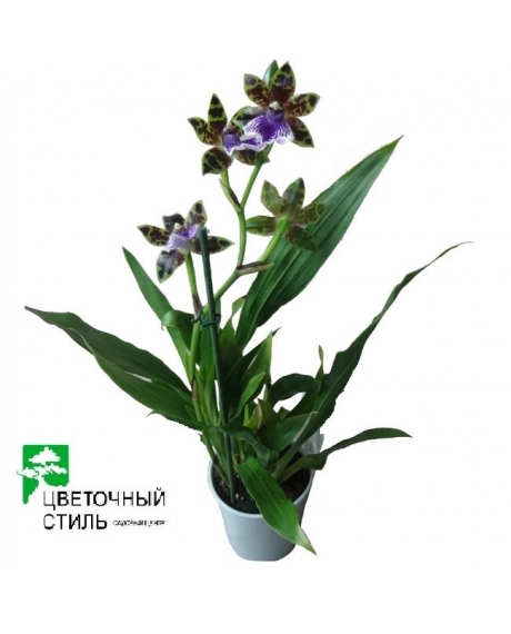 Орхидея Зигопеталум микс (50см)