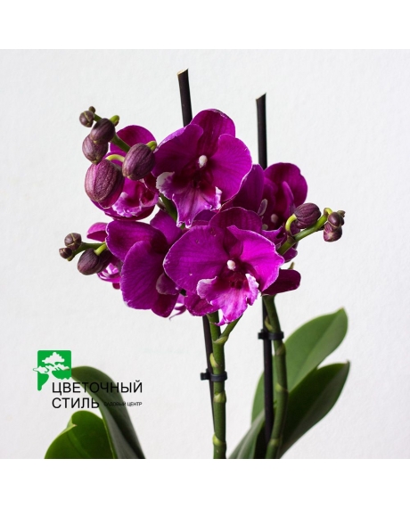 Орхідея Фаленопсис біг лип (2 квітконоса, 40-50см)