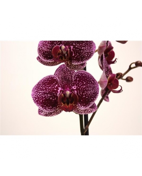 Орхідея Фаленопсис "Ewa" (1 цветонос, 70см)