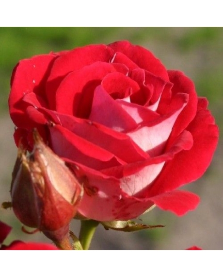 Роза бордюрная Rubi Star