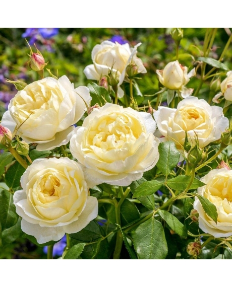Троянда бордюрна Vanessa Bell