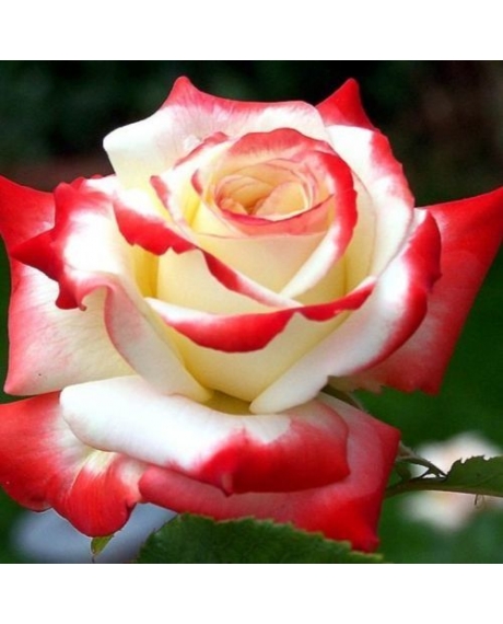 Роза чайно-гибридная Imperatrice Farah