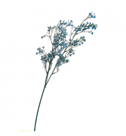 Ветка сухоцвета полевого, цвет - синий (68 см.)