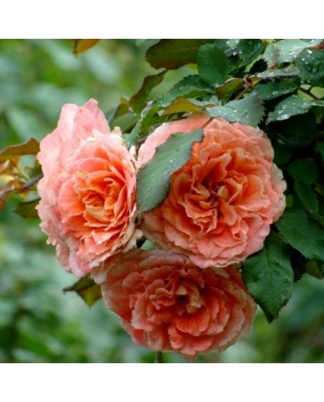 Английская роза Jef l'Artiste