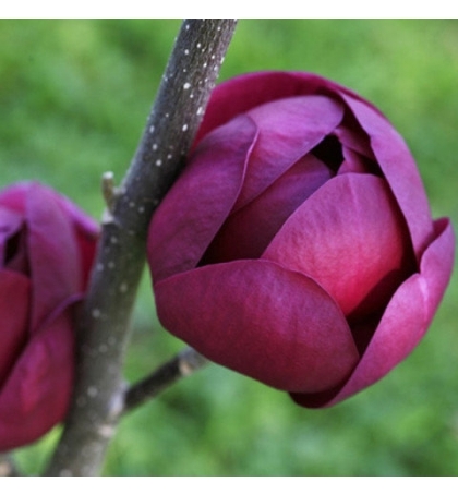 Магнолия hybrida Black tulip