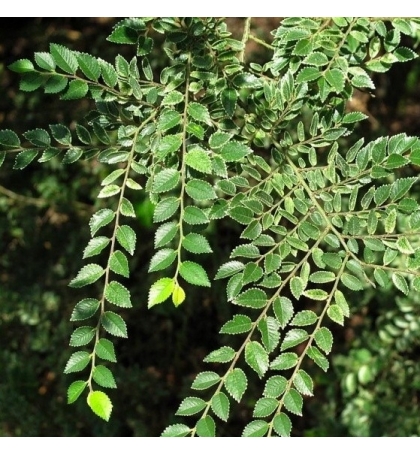 Вяз parvifolia 
