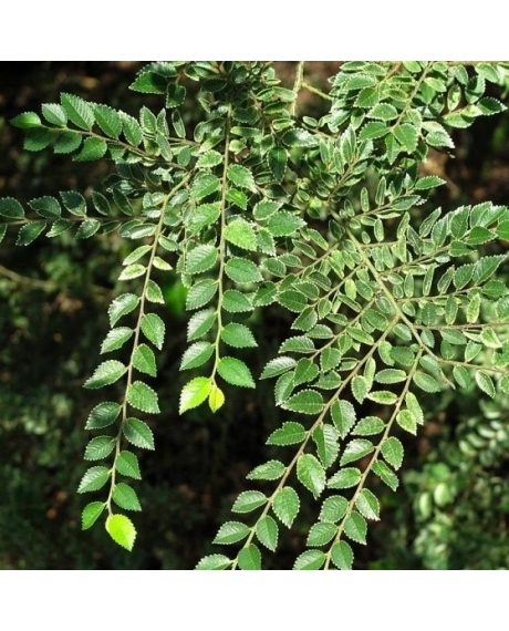 Вяз parvifolia 