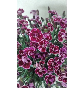 Гвоздика (Dianthus Diantica Purple Wedding)